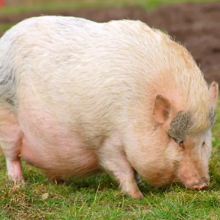 Gut Huegle Erlebnishof 拉芬斯堡